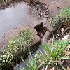 Plants: image4 22 Of 208 Thumb